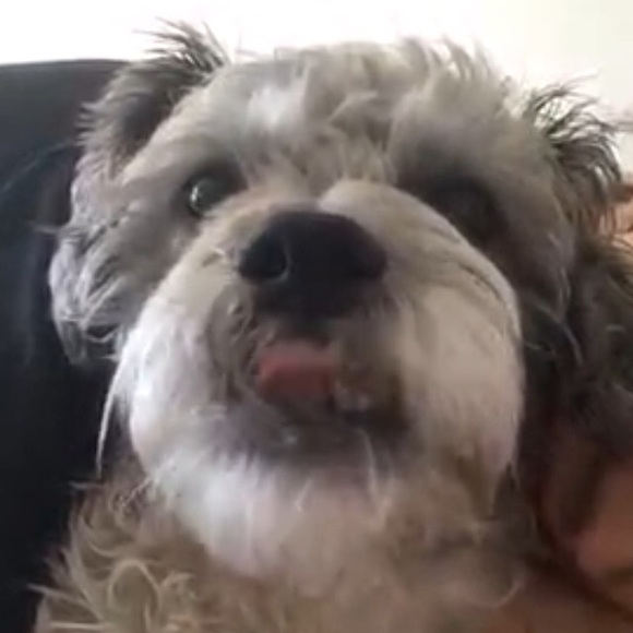 Meet your Posher, Josie - Picture 1 of 1